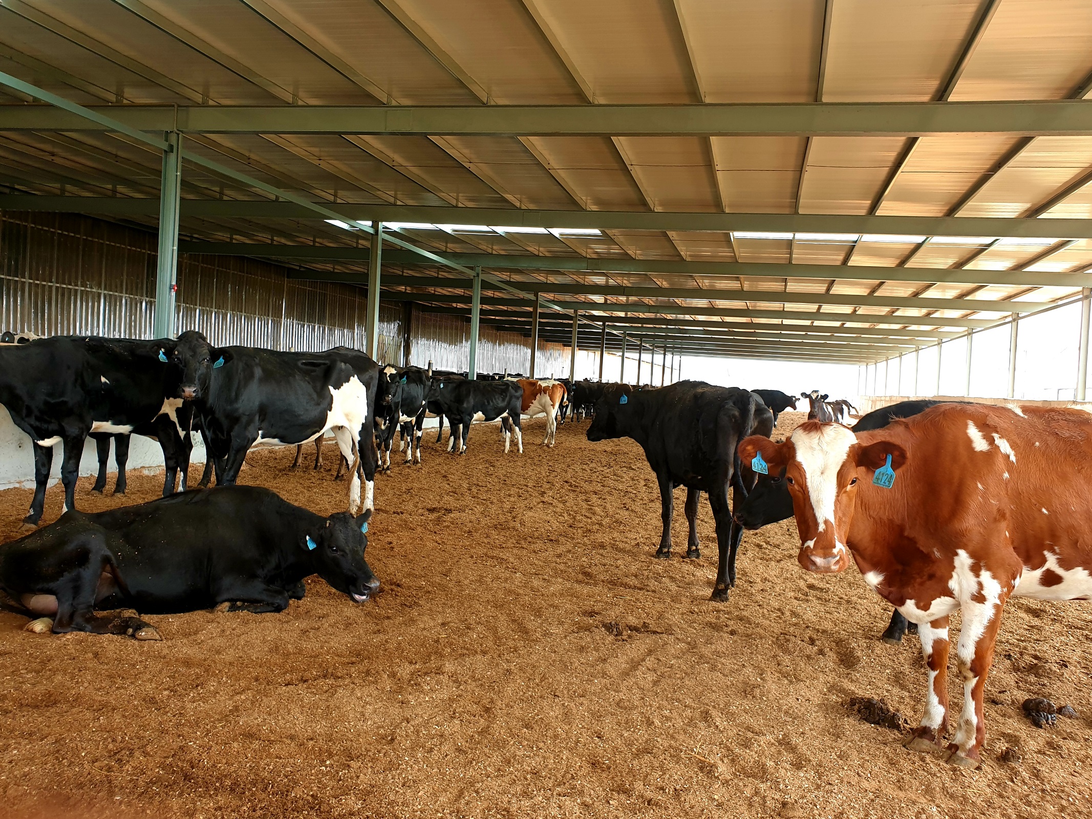 Producing dairy through sustainable farming