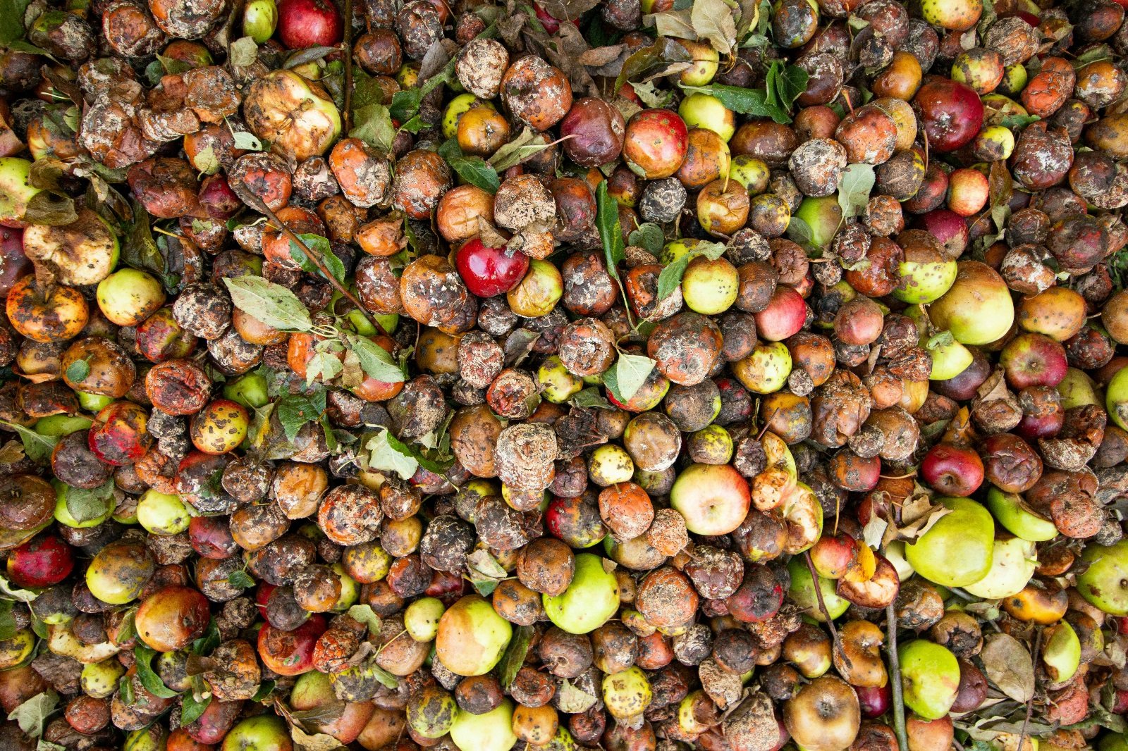 Understanding Food Waste Globally and in Hong Kong Kong