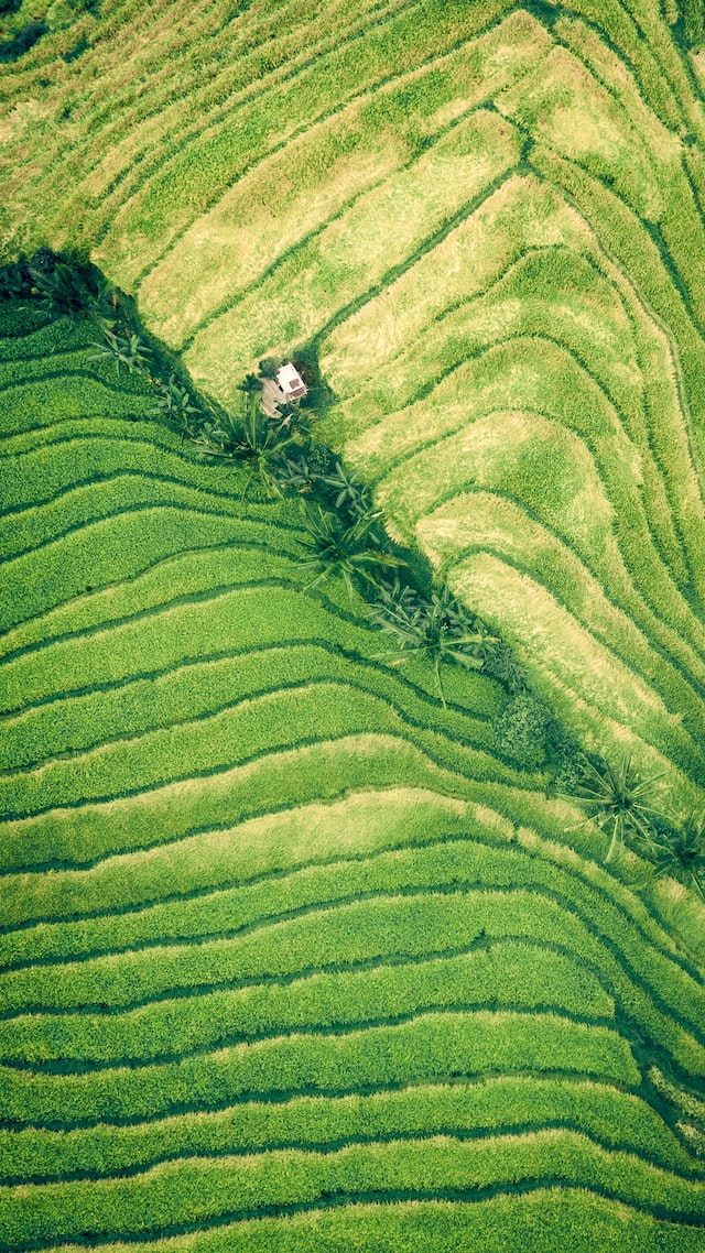 Whole Hearts, Cool Earth: The Wisdom My Village Knew
