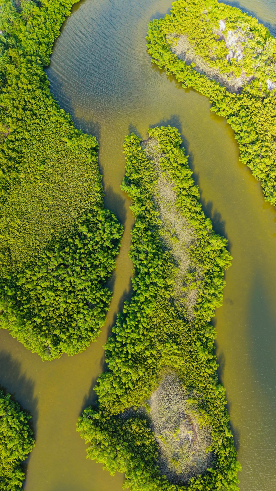 Aerial view of a river winding through dense green mangroves
